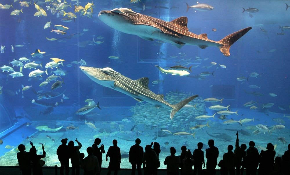 Dubai Mall Aquarium